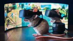 Ученые создали VR-очки для мышей