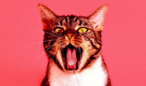 Baidu разрабатывает ИИ для перевода языка домашних животных