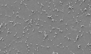 Краска-убийца уничтожает 100 % бактерий при контакте