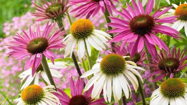 Как называются цветы, похожие на ромашки: обзор популярных видов для сада