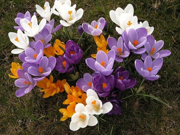 Луковичные садовые цветы &ndash; названия, описания и фото