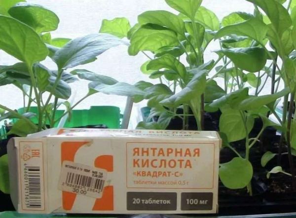 Янтарная кислота для полива цветов: как правильно развести и использовать