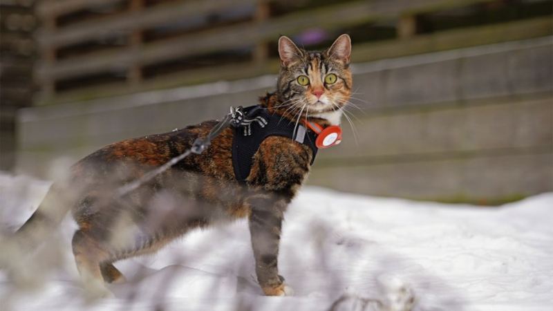 Кошка в шлейке гуляет на улице 