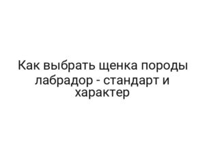 Как выбрать щенка породы лабрадор — стандарт и характер