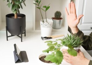 Как выбрать комнатное растение для тени